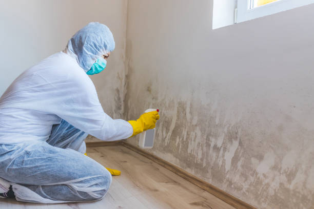 Licensed Basement Mold Removal service in Freehold, NJ - WQB Mold Removal
