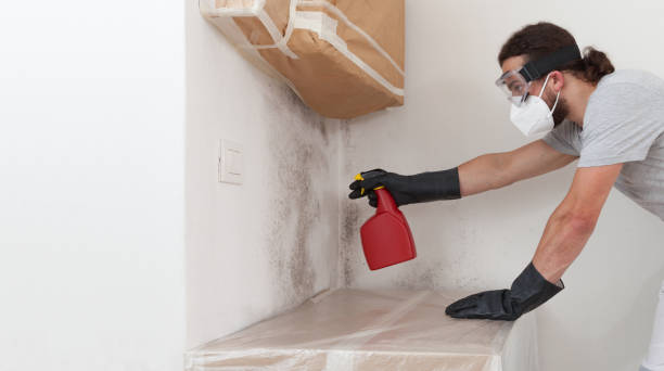 Professional Basement Mold Removal technician working in Freehold, NJ