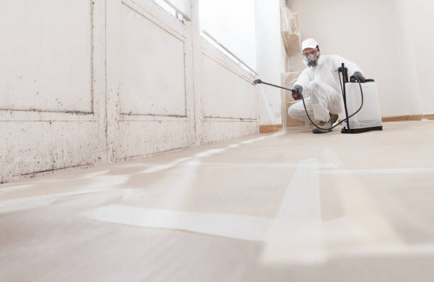24/7 Emergency Basement Mold Removal experts in Freehold, NJ