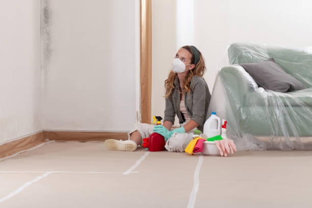 Reliable Basement Mold Removal contractor in Freehold, NJ by WQB Mold Removal