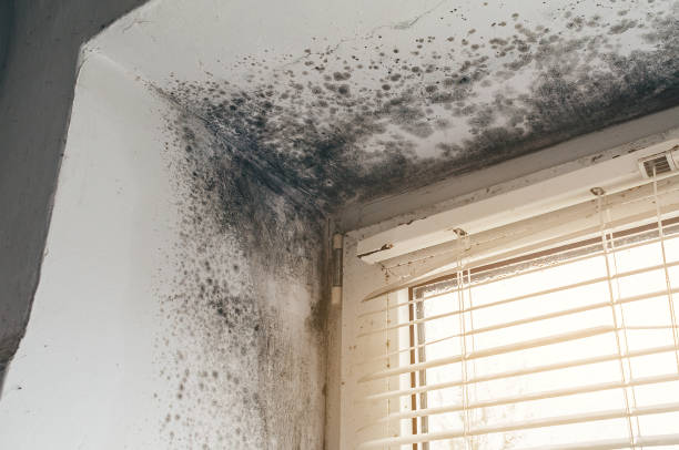 Affordable Basement Mold Removal solutions in Freehold, NJ